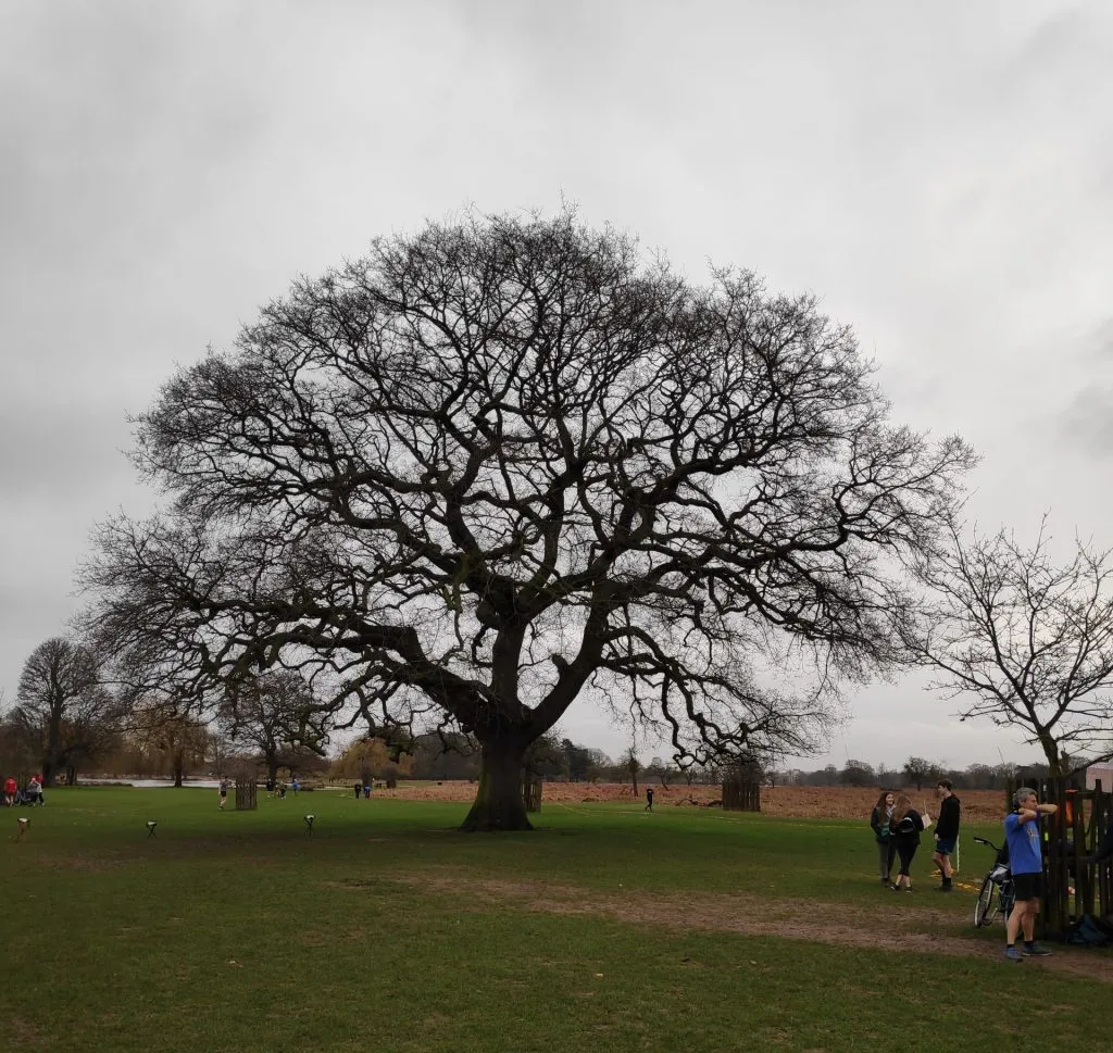 Bushy tree